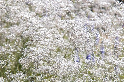 Are Baby Breath Flowers Poisonous? Exploring the Myths and Realities of Floral Safety