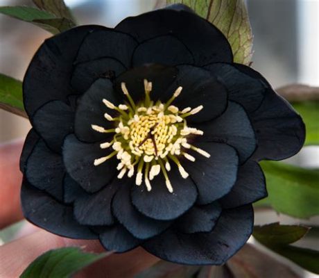 Are there any black flowers, and what mysteries do they hold in the realm of botany and symbolism?