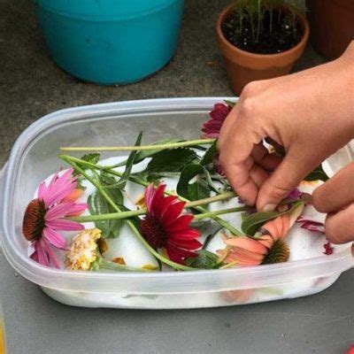 Can You Dehydrate Flowers? Exploring the Art and Science of Preserving Blooms