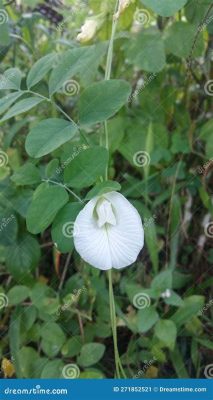 Can You Eat Butterfly Pea Flowers? Exploring the Culinary and Cultural Significance