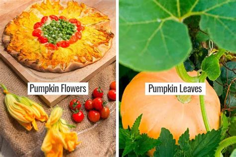 Can You Eat Pumpkin Flowers? Exploring the Culinary and Nutritional Aspects