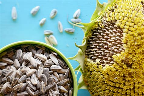 Can You Harvest Sunflower Seeds from Cut Flowers? Exploring the Unlikely Connection Between Floral Beauty and Edible Delights