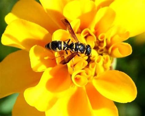 Do Yellow Jackets Pollinate Flowers? And Why Do They Love Picnics So Much?