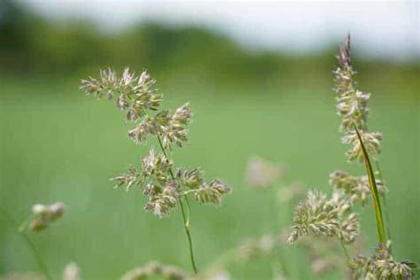 Does Grass Have Flowers? Exploring the Blossoming Mysteries Beneath Our Feet