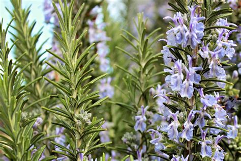 Does Rosemary Have Flowers: A Journey Through the Garden of Curiosities