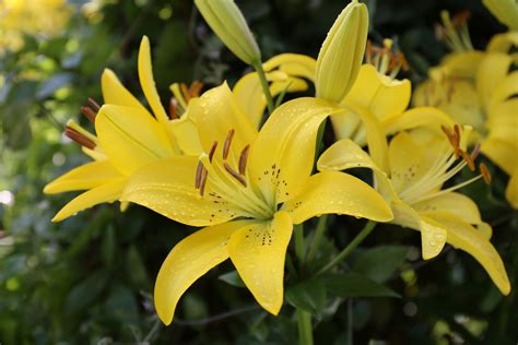 How Long Do Lily Flowers Last: A Symphony of Time and Fragrance