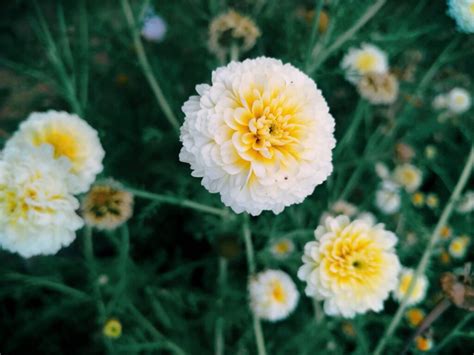 How to Grow Marigold from Dried Flowers: A Journey into the Unpredictable World of Gardening