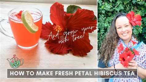 How to Make Hibiscus Tea from Fresh Flowers: A Journey Through Flavor and Tradition