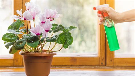 How to Protect Artificial Flowers: A Comprehensive Guide to Preserving Their Beauty and Longevity