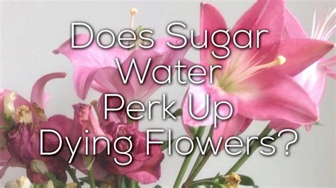 Is Sugar Water Good for Flowers? And Can It Make Them Sing Opera?