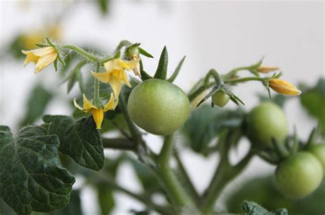 Should I Pinch Off Tomato Flowers? Exploring the Whimsical World of Tomato Gardening