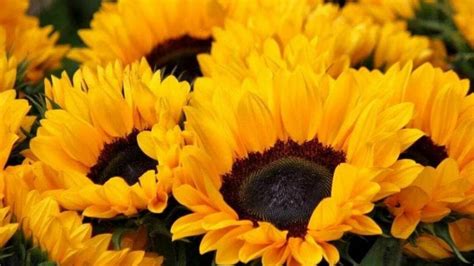 What Do Yellow Flowers Mean on September 21, and Why Do They Whisper Secrets to the Moon?