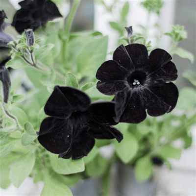 What Does Black Flowers Mean: A Journey Through Symbolism and Mystery