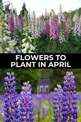 What Flowers to Plant in April: A Guide to Spring Gardening and the Mysteries of Time