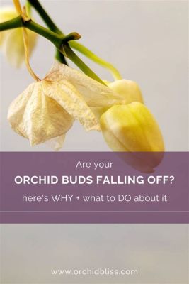 What to Do When Orchid Flowers Fall Off: A Journey Through the Absurd and the Practical