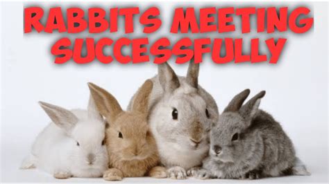 When is Rabbit Breeding Season: A Time of Fertility and Furry Multiplication