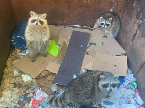 When is Raccoon Breeding Season? And Why Do They Love Trash Cans So Much?