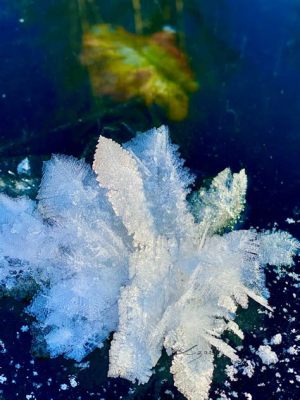 Where Are Frost Flowers Found and Why Do They Dance Under the Moonlight?