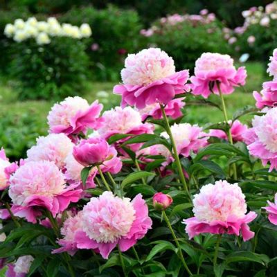 Where Can I Buy Peony Flowers: Exploring the Blossoming World of Floral Possibilities