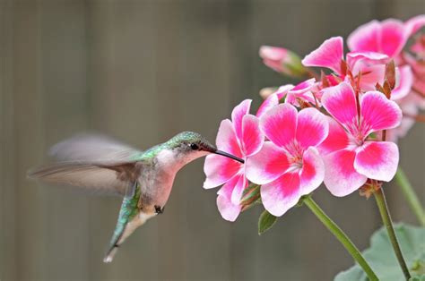 Which Flowers Do Hummingbirds Like? And Why Do They Seem to Dance While Feeding?